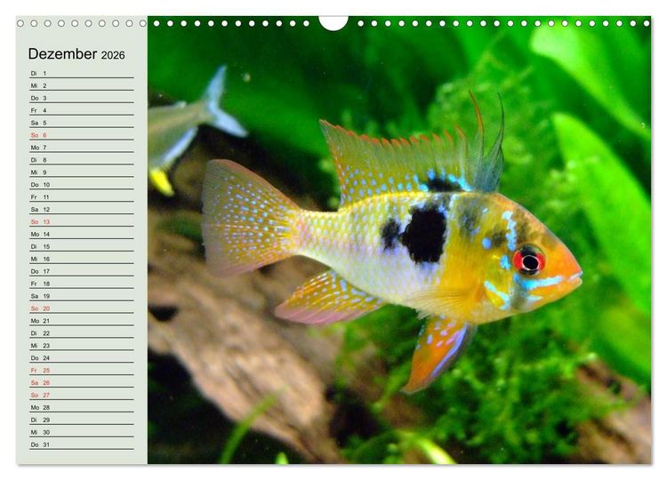 Produktbild: Knallbunte Wasserwelt. Die Welt der Fische (Wandkalender 2026 DIN A3 quer), CALVENDO Monatskalender