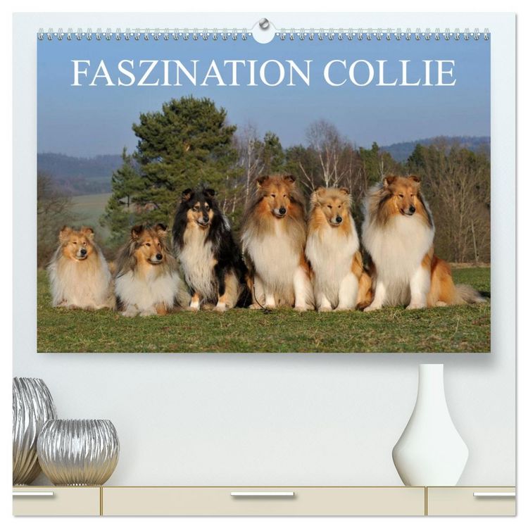 Produktbild: Faszination Collie 2026 (hochwertiger Premium Wandkalender 2026 DIN A2 quer), Kunstdruck in Hochglanz