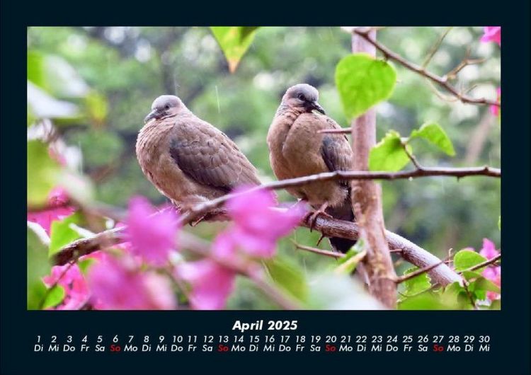 Produktbild: Vogelparadies 2025 Fotokalender DIN A4