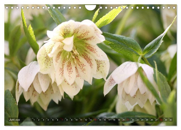Produktbild: Christrosen (Wandkalender 2026 DIN A4 quer), CALVENDO Monatskalender