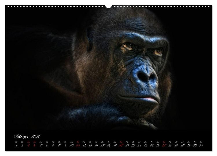 Produktbild: Gorilla (Wandkalender 2026 DIN A2 quer), CALVENDO Monatskalender
