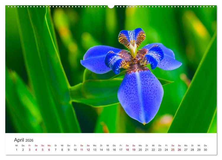 Produktbild: Die magische Welt der Blumen (Wandkalender 2026 DIN A2 quer), CALVENDO Monatskalender