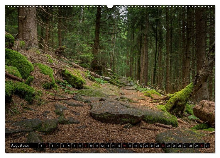 Produktbild: Zauberwelt Wald (Wandkalender 2026 DIN A2 quer), CALVENDO Monatskalender