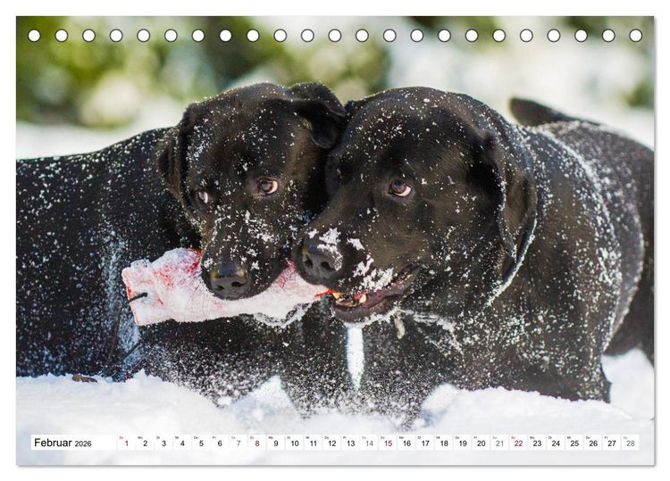 Produktbild: Freund auf 4 Pfoten - Labrador Retriever (Tischkalender 2026 DIN A5 quer), CALVENDO Monatskalender