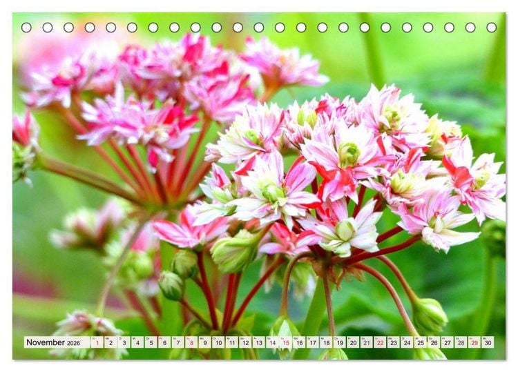 Produktbild: Pelargonien. Die Klassiker unter den Bl&uuml;hwundern (Tischkalender 2026 DIN A5 quer), CALVENDO Monatskalender