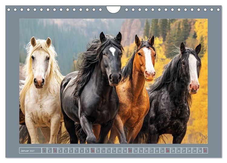 Produktbild: Mustangs. Pferde in ihrer wildesten Sch&ouml;nheit (Wandkalender 2027 DIN A4 quer), CALVENDO Monatskalender
