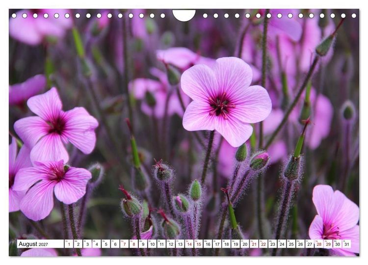Produktbild: Bl&uuml;tenzauber auf Madeira. Wildblumen und Ziergew&auml;chse (Wandkalender 2027 DIN A4 quer), CALVENDO Monatskalender