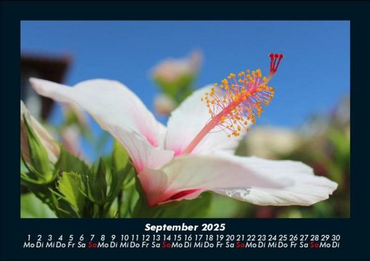 Produktbild: Blumentr&auml;ume 2025 Fotokalender DIN A5
