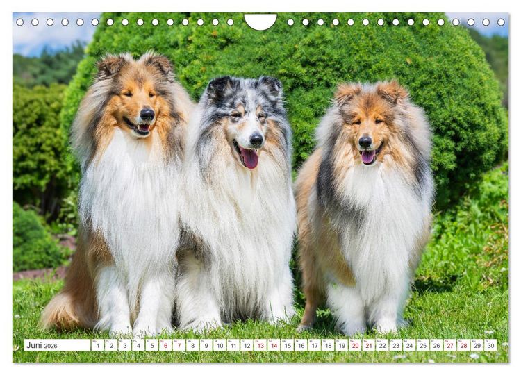 Produktbild: Der Collie - ein Hund f&uuml;rs Herz (Wandkalender 2026 DIN A4 quer), CALVENDO Monatskalender