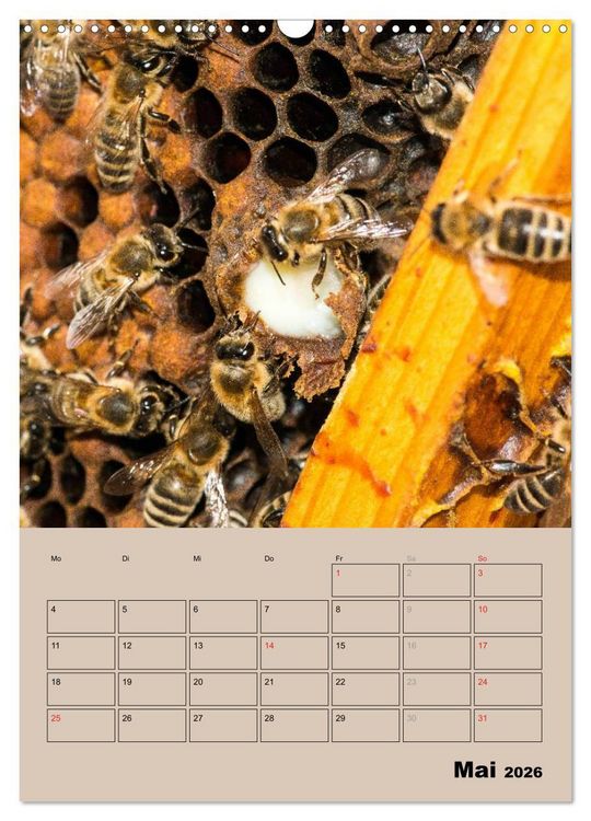 Produktbild: Bienenplaner (Wandkalender 2026 DIN A3 hoch), CALVENDO Monatskalender