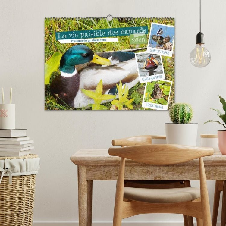 Produktbild: La vie paisible des canards (Calendrier mural 2026 DIN A3 vertical), CALVENDO calendrier mensuel