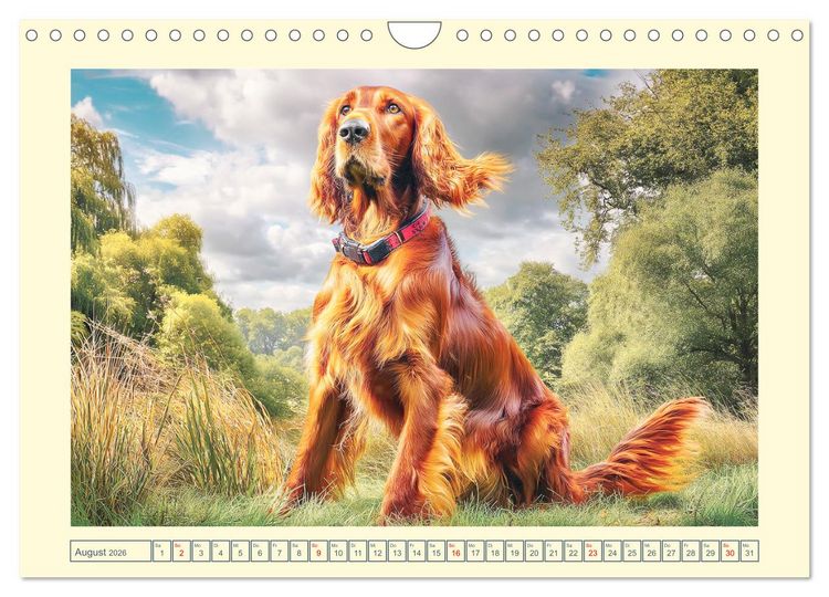 Produktbild: Irish Red Setter. Wo noble Eleganz auf Tatendrang trifft (Wandkalender 2026 DIN A4 quer), CALVENDO Monatskalender