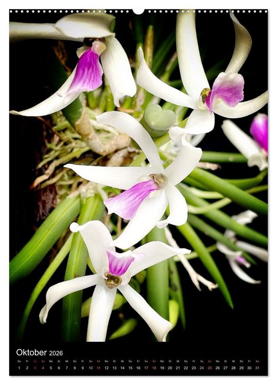 Produktbild: Orchideen - Exoten im Wohnzimmer (Wandkalender 2026 DIN A2 hoch), CALVENDO Monatskalender