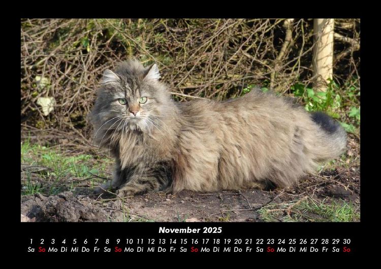 Produktbild: F&uuml;r Katzenfreunde 2025 Fotokalender DIN A3