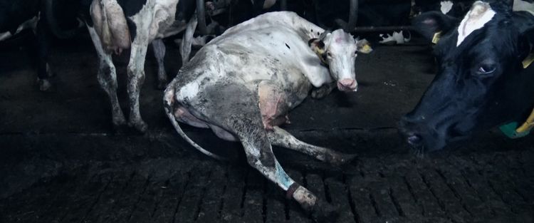 Produktbild: Food for Profit