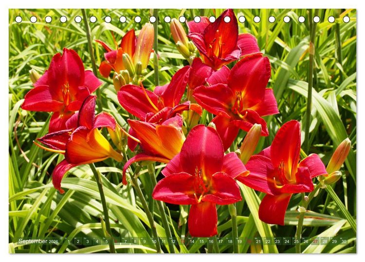 Produktbild: Taglilien im Garten (Tischkalender 2026 DIN A5 quer), CALVENDO Monatskalender