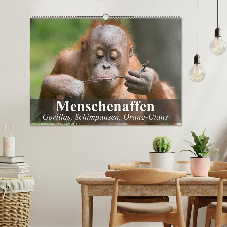 Produktbild: Menschenaffen. Gorillas, Schimpansen, Orang-Utans (Wandkalender 2026 DIN A2 quer), CALVENDO Monatskalender