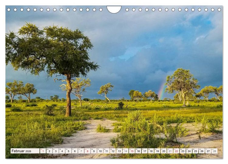 Produktbild: Afrikas wilde Katzen (Wandkalender 2026 DIN A4 quer), CALVENDO Monatskalender