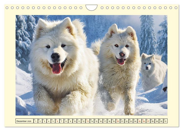 Produktbild: Flauschige Samojeden. Zauberhafte Wolken auf vier Pfoten (Wandkalender 2026 DIN A4 quer), CALVENDO Monatskalender