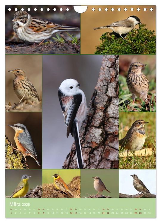 Produktbild: Alles f&uuml;r die V&ouml;gel (Wandkalender 2026 DIN A4 hoch), CALVENDO Monatskalender
