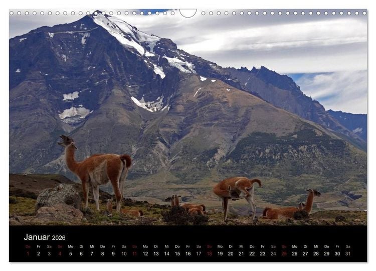 Produktbild: Im Nationalpark Torres del Paine (Chile) (Wandkalender 2026 DIN A3 quer), CALVENDO Monatskalender