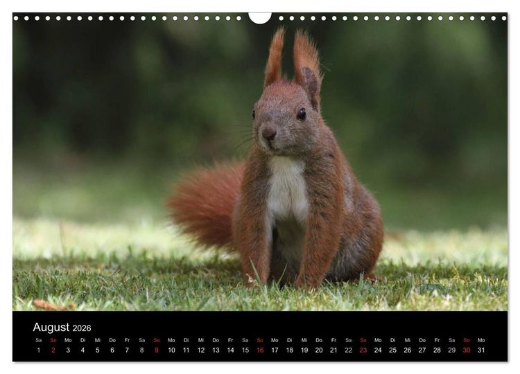 Produktbild: Artist im Garten. Das Eichh&ouml;rnchen (Wandkalender 2026 DIN A3 quer), CALVENDO Monatskalender