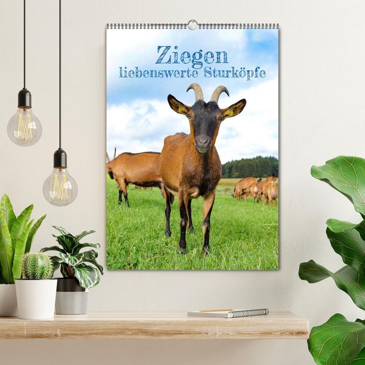 Produktbild: Ziegen - liebenswerte Sturk&ouml;pfe (Wandkalender 2026 DIN A2 hoch), CALVENDO Monatskalender