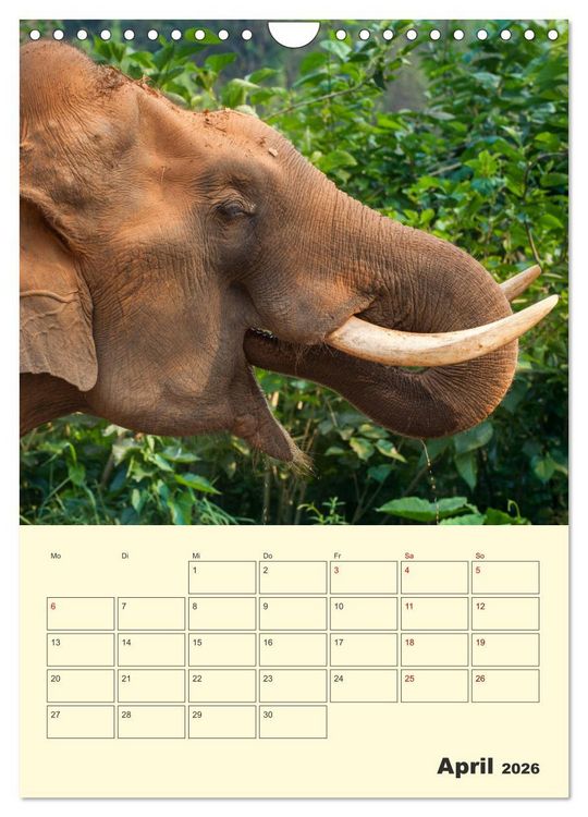 Produktbild: ELEFANTEN - Asiens graue Riesen (Wandkalender 2026 DIN A4 hoch), CALVENDO Monatskalender