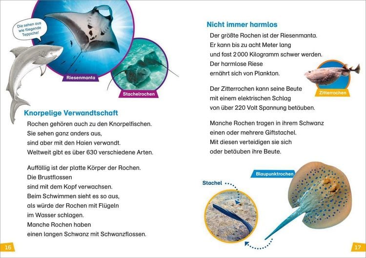 Produktbild: WAS IST WAS Erstes Lesen Band 16. Haie
