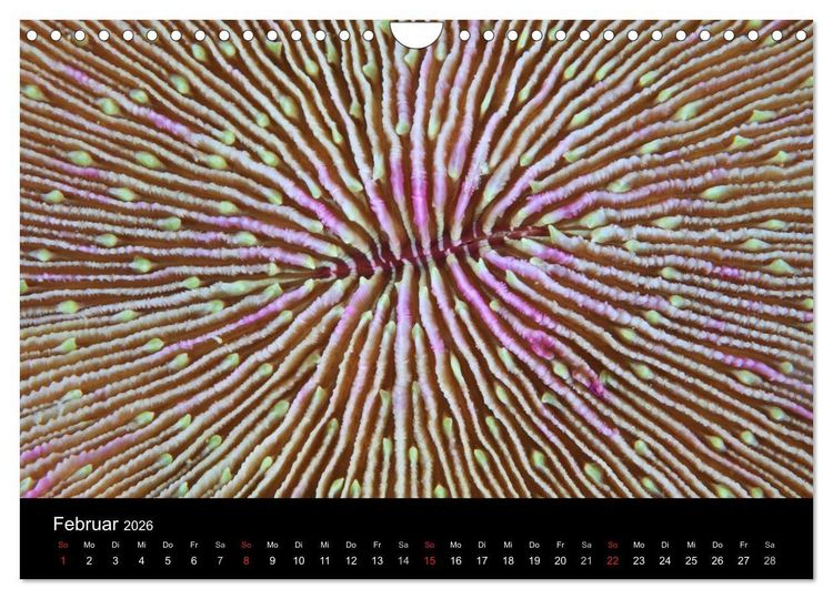 Produktbild: Magische Unterwasserwelten (Wandkalender 2026 DIN A4 quer), CALVENDO Monatskalender