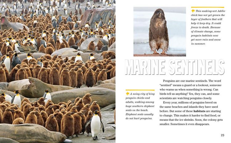 Produktbild: Nat Geo Reader Penguins