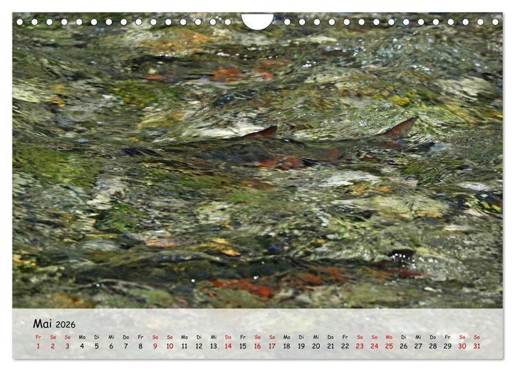 Produktbild: Faszination Fische (Wandkalender 2026 DIN A4 quer), CALVENDO Monatskalender