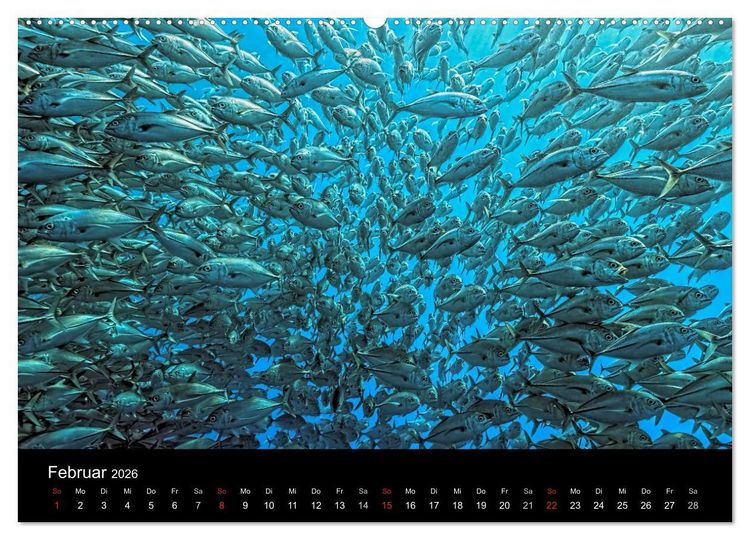 Produktbild: Fischschw&auml;rme (Wandkalender 2026 DIN A2 quer), CALVENDO Monatskalender