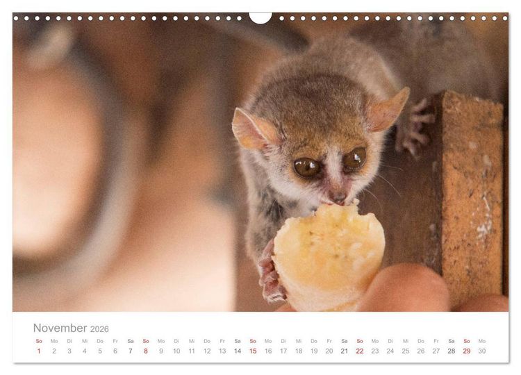 Produktbild: Paradies Madagaskar (Wandkalender 2026 DIN A3 quer), CALVENDO Monatskalender