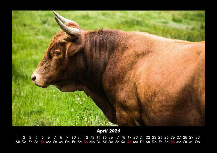 Produktbild: Kuhkalender 2026 Fotokalender DIN A3