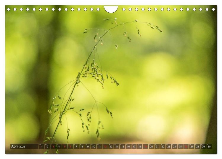 Produktbild: Feng Shui Farben - Element: Holz (Wandkalender 2026 DIN A4 quer), CALVENDO Monatskalender