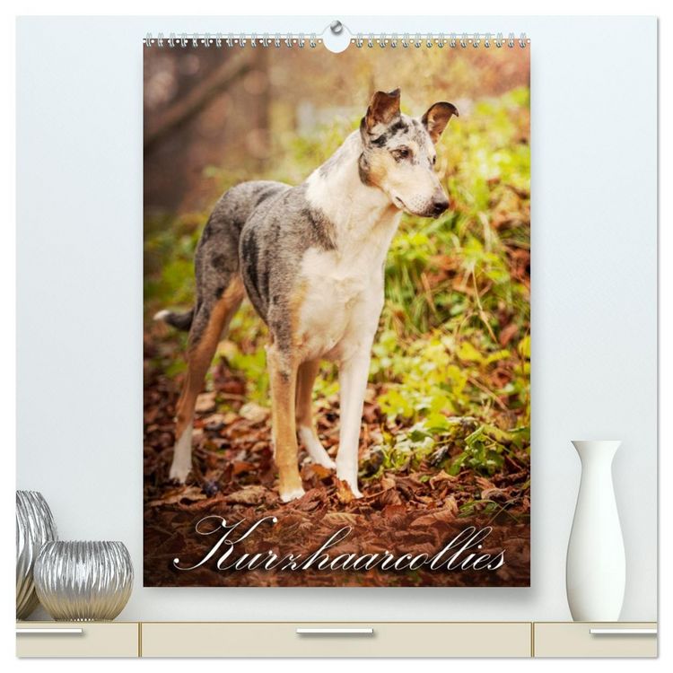 Produktbild: Kurzhaarcollies (hochwertiger Premium Wandkalender 2026 DIN A2 hoch), Kunstdruck in Hochglanz