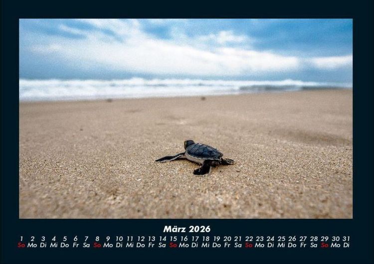 Produktbild: Schildkr&ouml;tenzauber 2026 Fotokalender DIN A4
