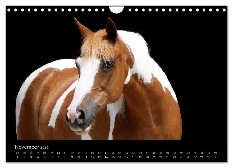 Produktbild: Magische Momente - Pferde Horses Caballos (Wandkalender 2026 DIN A4 quer), CALVENDO Monatskalender