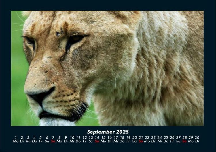 Produktbild: Tiere in der Wildnis 2025 Fotokalender DIN A4