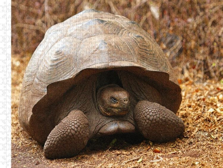Produktbild: CALVENDO Puzzle Gal&aacute;pagos-Riesenschildkr&ouml;te | 1000 Teile Lege-Gr&ouml;&szlig;e 64x48cm Foto-Puzzle f&uuml;r gl&uuml;ckliche Stunden