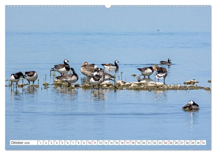 Produktbild: Sturmerprobt - V&ouml;gel an Nordfrieslands K&uuml;ste (hochwertiger Premium Wandkalender 2026 DIN A2 quer), Kunstdruck in Hochglanz