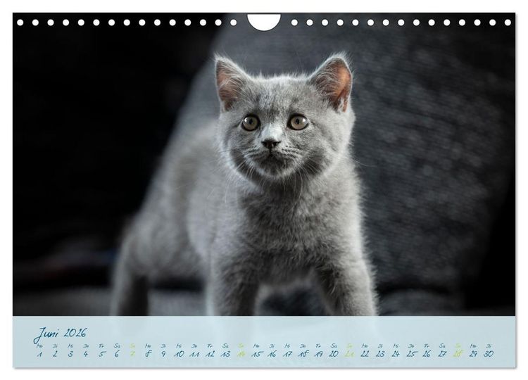 Produktbild: Ein kleiner Kater entdeckt die Welt! (Wandkalender 2026 DIN A4 quer), CALVENDO Monatskalender