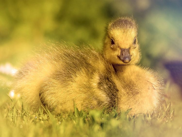 Produktbild: CALVENDO Puzzle Mit seinem flauschigen Look und dem s&uuml;&szlig;en Blick bringt dieses Entlein jeden zum L&auml;cheln. | 1000 Teile Lege-Gr&ouml;&szlig;e 64x48cm Foto-Puzzle f