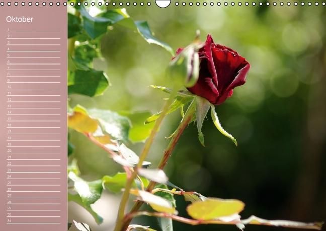 Produktbild: Zarte Sch&ouml;nheiten - Rosen (Wandkalender immerw&auml;hrend DIN A3 quer)