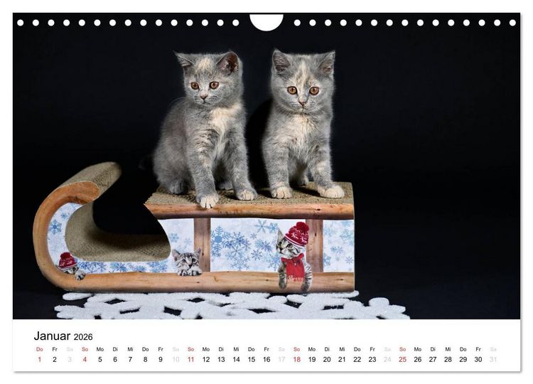 Produktbild: Briten B&auml;rchen &ndash; Britsch Kurzhaar 2026 (Wandkalender 2026 DIN A4 quer), CALVENDO Monatskalender