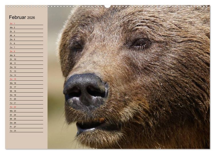 Produktbild: B&auml;ren. Unterwegs mit Meister Petz (hochwertiger Premium Wandkalender 2026 DIN A2 quer), Kunstdruck in Hochglanz