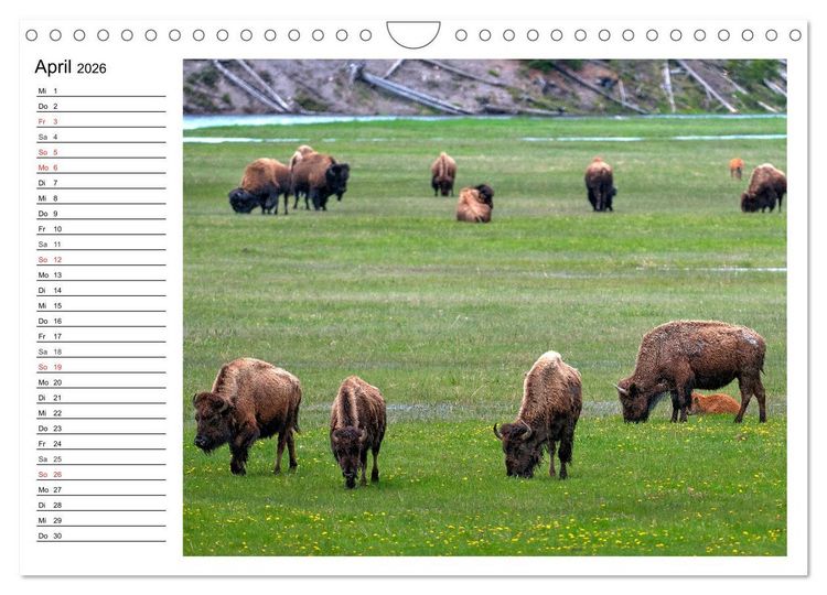 Produktbild: Der nordamerikanische Bison (Wandkalender 2026 DIN A4 quer), CALVENDO Monatskalender