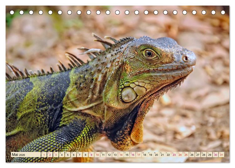 Produktbild: Wundersch&ouml;ner Leguan (Tischkalender 2026 DIN A5 quer), CALVENDO Monatskalender