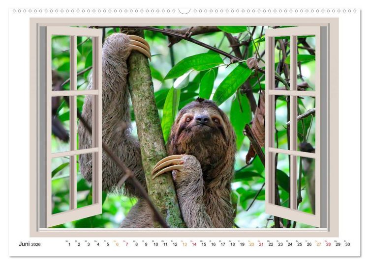 Produktbild: Fenstergucker - tierische Freunde an der Wand (Wandkalender 2026 DIN A2 quer), CALVENDO Monatskalender
